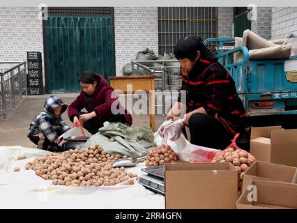 201204 -- ZHENGZHOU, 4. Dezember 2020 -- Sun Yahuis Familienmitglieder packen Walnüsse zu Hause im Dorf Yangzhuang in Xinxiang, zentralchinesische Provinz Henan, 2. Dezember 2020. Hallo, heute zeige ich euch, wie man Lotuswurzeln in meinem Onkel Dorf gräbt. Als ein neuer Tag begann, stellte Sun Yahui das Handy mit seinem linken Bein bereit und begann mit seinem Livestreaming. Sun Yahui, 26, verlor beide Arme und wurde vor 4 Jahren durch eine elektrische Verletzung gelähmt. Ich dachte, ich wäre nutzlos. Der Unfall hinterließ Verletzungen an seinem Körper und emotionale Narben an seinem Geist. Um seine Wunden zu behandeln, gaben Sun's Eltern alle Ersparnisse aus und leihten sich Stockfoto