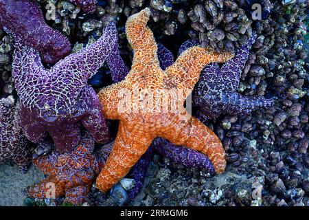 Orange Sea Star in einem Tidal Pool an der Küste von Oregon Stockfoto
