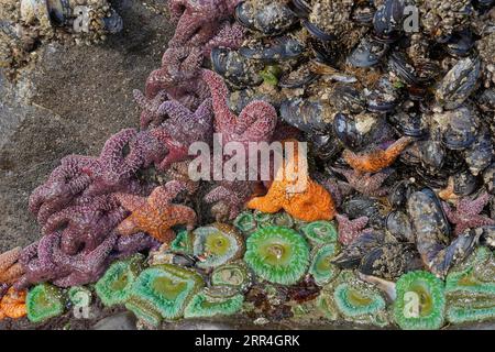 Meereslebewesen in einem Gezeitenbecken an der Küste von Oregon Stockfoto