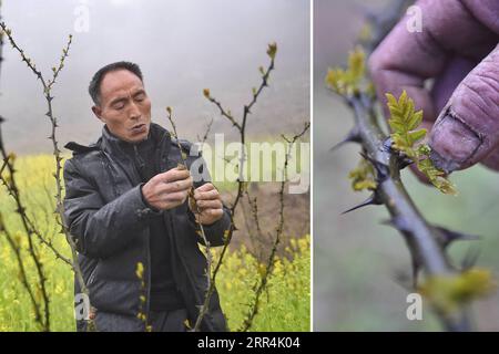 201205 -- CHENGDU, 5. Dez. 2020 -- Kombo-Foto zeigt Li Guozhi, der das Wachstum von Rattan-Pfeffer im Dorf Xiaoluoma der Gemeinde Nuoshuihe im Bezirk Tongjiang, Provinz Sichuan im Südwesten Chinas, 2. April 2020 überprüft. Xiaoluoma ist ein Dorf versteckt in den Qinling-Daba-Gebirgsgebieten der südwestlichen chinesischen Provinz Sichuan. Seit Jahren leben die Dorfbewohner hier in Armut. Im Jahr 2015 startete Chinas Zentralregierung eine präzise Armutsbekämpfungskampagne, die auf Dörfer wie Xiaoluoma abzielte. Seitdem gibt es eine Reihe von Richtlinien, darunter kleine Darlehen, Umsiedlungsprogramme und Incentive-Programme bega Stockfoto