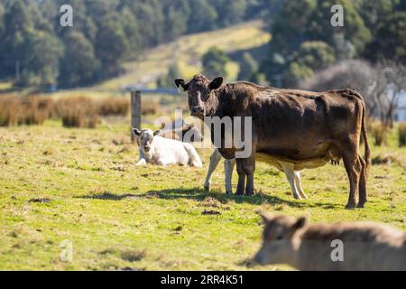 murray Grey Kühe auf einem Bauernhof in amerika texas Stockfoto