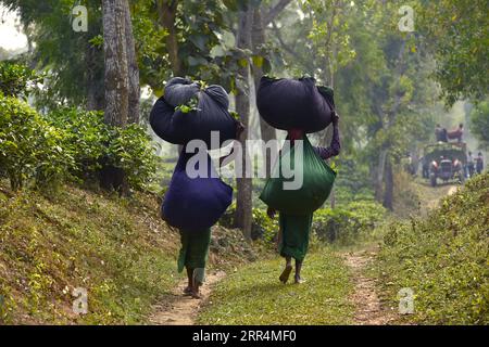 201209 -- PEKING, 9. Dezember 2020 -- Frauen tragen Taschen gefüllt mit frisch gepflückten Teeblättern in einem Garten in Sreemangal, Bangladesch, 7. Dezember 2020. XINHUA-FOTOS DES TAGES Salim PUBLICATIONxNOTxINxCHN Stockfoto