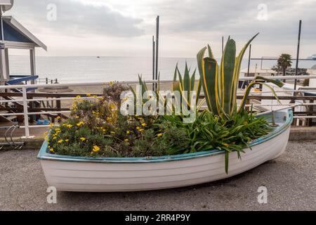 Altes rohes Boot, wiederverwendet als Blumenbeet mit gelben Buschblümchen (Euryops pectinatus) und Agavenpflanzen an der Promenade, Albisola Superiore, Savona, Italien Stockfoto