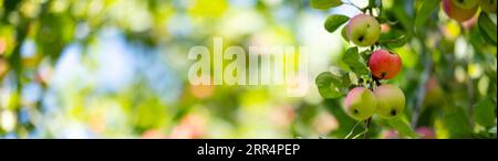 Äpfel auf einem Baum in Form eines Hintergrunds. Herbstliche rote Äpfel auf Apfelbäumen Stockfoto