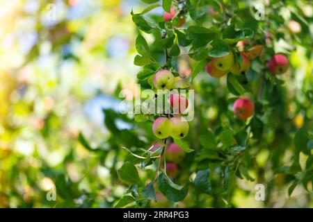 Äpfel auf einem Baum in Form eines Hintergrunds. Herbstliche rote Äpfel auf Apfelbäumen Stockfoto