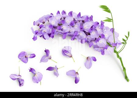 Auf weißem Hintergrund isolierte Wisterblüten mit voller Schärfentiefe. Stockfoto