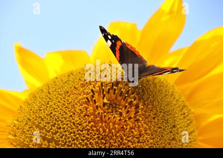 Ein lebhafter roter Admiral-Schmetterling, der zart auf einer Sonnenblume in einem hellblauen Himmel thront Stockfoto