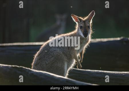 201217 -- SYDNEY, 17. Dez. 2020 -- das am 3. April 2020 aufgenommene Foto zeigt ein Känguru im Lone Pine Koala Sanctuary in Brisbane, Australien. Australische Kängurus können mit ihren Pflegern kommunizieren und sie um Hilfe bitten, so eine Studie der University of Sydney UOS und der University of Roehampton UoR in London. AUSTRALIEN-SYDNEY-STUDIE-KÄNGURU BaixXuefei PUBLICATIONxNOTxINxCHN Stockfoto