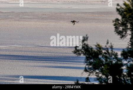 201217 -- SYDNEY, 17. Dez. 2020 -- das am 2. März 2019 aufgenommene Foto zeigt ein Känguru am Lake Tyrrell, Victoria State, Australien. Australische Kängurus können mit ihren Pflegern kommunizieren und sie um Hilfe bitten, so eine Studie der University of Sydney UOS und der University of Roehampton UoR in London. AUSTRALIEN-SYDNEY-STUDIE-KÄNGURU BaixXuefei PUBLICATIONxNOTxINxCHN Stockfoto