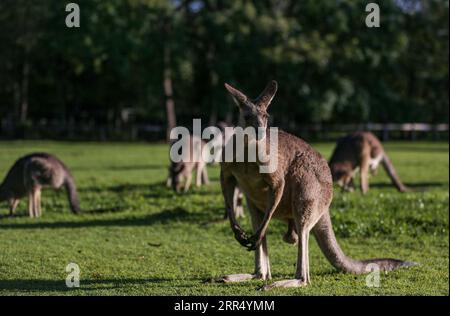 201217 -- SYDNEY, 17. Dezember 2020 -- Aktenfoto vom 3. April 2020 zeigt Kängurus im Lone Pine Koala Sanctuary in Brisbane, Australien. Australische Kängurus können mit ihren Pflegern kommunizieren und sie um Hilfe bitten, so eine Studie der University of Sydney UOS und der University of Roehampton UoR in London. AUSTRALIEN-SYDNEY-STUDIE-KÄNGURU BaixXuefei PUBLICATIONxNOTxINxCHN Stockfoto