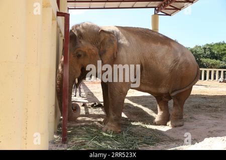 201219 -- ODDAR MEANCHEY, 19. Dezember 2020 -- Kaavan, ein 35-jähriger asiatischer Bullenelefant, wird im Kulen Prum TEP Wildlife Sanctuary in der Provinz Oddar Meanchey, Kambodscha, 18. Dezember 2020 gesehen. Lonely Pakistan Elephant Kaavan ist gesund und hat sich schnell an seine neue Heimat hier angepasst, sagte der kambodschanische Umweltminister und Sprecher Neth Pheaktra am Freitag. Der 35-jährige asiatische Bullenelefant kam am 30. November mit einem Charterflugzeug aus Pakistan nach fast 35 Jahren in einem Islamabad-Zoo in die nordwestliche kambodschanische Provinz Siem Reap und wurde nach Kul transportiert Stockfoto