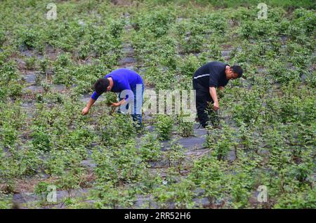 201219 -- LUZHAI, 19. Dezember 2020 -- Dorfbewohner arbeiten in einer Pflanzbasis für traditionelle chinesische Medizin im Dorf Dacun der Stadt Luzhai im Kreis Luzhai, südchinesische autonome Region Guangxi Zhuang, 9. März 2020. In den letzten Jahren hat das Luzhai County die Entwicklung traditioneller Industrien, einschließlich Ackerbau, Forstwirtschaft und Tierhaltung, zur Armutsbekämpfung gestärkt. Sie hat Wege gefunden, um in jeder Gemeinde mindestens zwei moderne landwirtschaftliche Demonstrationszonen zu errichten, um die Errungenschaften der Armutsbekämpfung zu konsolidieren und zur Wiederbelebung des ländlichen Raums beizutragen. Je nach Bezirk Stockfoto