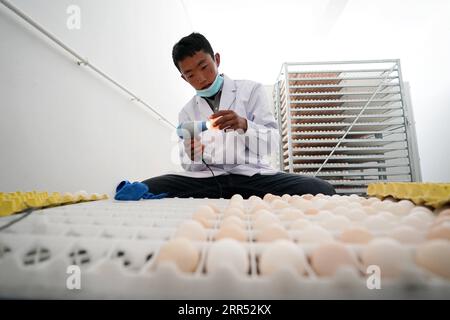 201220 -- LHASA, 20. Dezember 2020 -- ein Mitarbeiter sortiert Eier auf einer Hühnerfarm im Lnaze County der Stadt Xigaze, südwestchinesische Autonome Region Tibet, 1. August 2020. Durch den Anbau moderner Landwirtschaft ist Gemüse keine Seltenheit mehr auf dem Dach der Welt, was die heutigen tibetischen Tische köstlicher und nahrhafter macht. CHINA-TIBET-MODERNE LANDWIRTSCHAFT-GEMÜSE CN ZHANXYAN PUBLICATIONXNOTXINXCHN Stockfoto