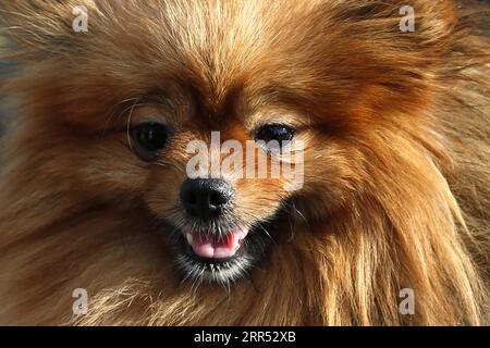 201220 -- RAWALPINDI, 20. Dezember 2020 -- Ein Hund wird während der All Breed Dog Show in Rawalpindi in der pakistanischen Provinz Punjab am 20. Dezember 2020 gesehen. Die All Breed Dog Show fand am Sonntag statt und zog viele Teilnehmer an, ihre Hunde zu zeigen. PAKISTAN-RAWALPINDI-HUNDESHOW AhmadxKamal PUBLICATIONxNOTxINxCHN Stockfoto