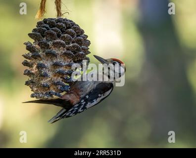 Junge männliche große gefleckte Spechte hängen an und essen einen Tannenton mit Suet hängen von einem Baumzweig im Wald mit natürlichem Hintergrund Stockfoto