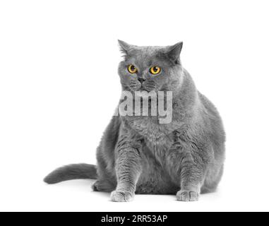 Eine fette graue britische Katze mit großen gelben Augen sitzt auf weißem Hintergrund. Adipositas der schottischen Katze. Stockfoto