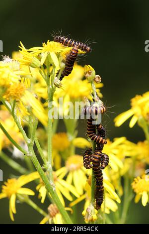 Zinnoberraupen (Tyria jacobaeae) ernähren sich von Wagwort Stockfoto