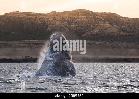 Walspringen, Halbinsel Valdes, Patagonien, Argentinien. Stockfoto
