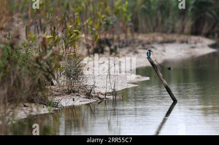 201223 -- HAIKOU, 23. Dezember 2020 -- Ein eisvogel sitzt am 23. Dezember 2020 neben einem Mangrovenwald im Sanjiang Mangroven Feuchtgebiet Park in Haikou, Südchinas Provinz Hainan. Das ökologische Rehabilitationsprojekt für Feuchtgebiete in Dongzhaigang wurde kürzlich durchgeführt, so die Dongzhaigang National Nature Reserve Authority in Haikou. Das Projekt startete am 18. März 2019 und zielte darauf ab, die ökologischen Systeme einschließlich Mangrovenwälder entlang der Küste von Dongzhaigang effektiv zu sanieren, damit Wandervögel im Winter bessere Lebensräume finden können. CHINA-HAINAN-HAIKOU-WETL Stockfoto