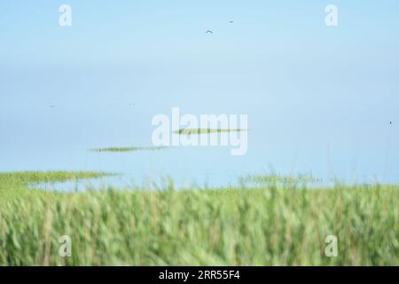 Das wattenmeer in Dänemark mit Kordgras und zwei kleinen Inseln. Heller Meeresnebel, der den Horizont verdeckt und ein endloses Gefühl schafft Stockfoto