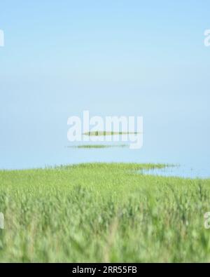 Das wattenmeer in Dänemark mit Kordgras und zwei kleinen Inseln. Heller Meeresnebel, der den Horizont verdeckt und ein endloses Gefühl schafft Stockfoto