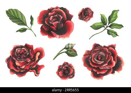 Rote und schwarze Rosen mit grünen Blättern und Knospen. Aquarellzeichnung, handgezeichnet. Set von isolierten Elementen auf weißem Hintergrund Stockfoto