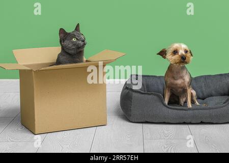 Niedlicher kleiner Yorkshire Terrier Hund im Haustierbett und britische Katze auf Box auf dem Boden in der Nähe der grünen Wand Stockfoto