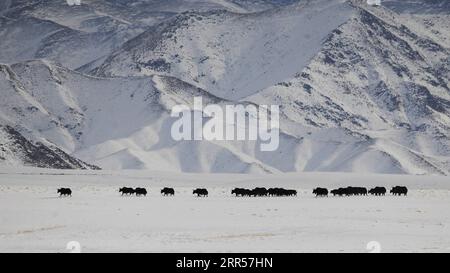 201225 -- PEKING, 25. Dezember 2020 -- Wilde Yaks werden im Haltent Grasland in der Kasak Autonomen Grafschaft Aksay, nordwestchinesische Provinz Gansu, 23. Dezember 2020 gesehen. Foto von /Xinhua XINHUA FOTOS DES TAGES MaxXiaowei PUBLICATIONxNOTxINxCHN Stockfoto