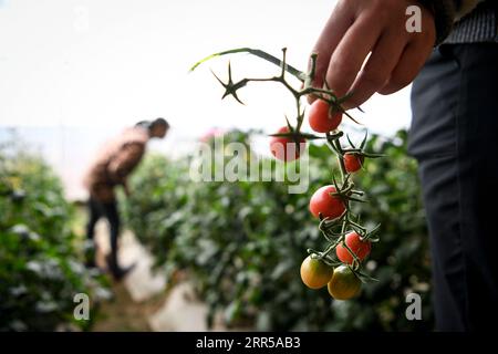 201229 -- YINCHUAN, 29. Dezember 2020 -- Feng Yahong R erntet einige Tomaten in einem Gewächshaus im Xiji County, NORDWESTCHINA, Ningxia Hui Autonomous Region, 30. Oktober 2020. Xihaigu, eines der ärmsten Gebiete Chinas in Ningxia, wurde am 16. November 2020 von der nationalen Armutsliste gestrichen. Der Sieg ist ein weiterer Meilenstein in Chinas Kampagne zur Beseitigung der absoluten Armut, bei der ihre Macht eine unverzichtbare Rolle spielte. Feng Yahong, eine 33-jährige Landfrau, die in diesen Gebieten lebt, hat vielen einheimischen Frauen geholfen, die Armut zu beseitigen, indem sie sie beim Pflanzen angeleitet hat Stockfoto