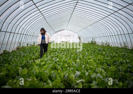 201229 -- YINCHUAN, 29. Dezember 2020 -- Feng Yahong kontrolliert das Wachstum von Gemüse in einem Gewächshaus im Xiji County, NORDWESTCHINA Ningxia Hui Autonomous Region, 29. Oktober 2020. Xihaigu, eines der ärmsten Gebiete Chinas in Ningxia, wurde am 16. November 2020 von der nationalen Armutsliste gestrichen. Der Sieg ist ein weiterer Meilenstein in Chinas Kampagne zur Beseitigung der absoluten Armut, bei der ihre Macht eine unverzichtbare Rolle spielte. Feng Yahong, eine 33-jährige Landfrau, die in den Gebieten lebt, hat vielen einheimischen Frauen geholfen, die Armut zu beseitigen, indem sie sie i führte Stockfoto