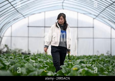 201229 -- YINCHUAN, 29. Dezember 2020 -- Feng Yahong kontrolliert das Wachstum von Gemüse in einem Gewächshaus im Xiji County, NORDWESTCHINA Ningxia Hui Autonomous Region, 29. Oktober 2020. Xihaigu, eines der ärmsten Gebiete Chinas in Ningxia, wurde am 16. November 2020 von der nationalen Armutsliste gestrichen. Der Sieg ist ein weiterer Meilenstein in Chinas Kampagne zur Beseitigung der absoluten Armut, bei der ihre Macht eine unverzichtbare Rolle spielte. Feng Yahong, eine 33-jährige Landfrau, die in den Gebieten lebt, hat vielen einheimischen Frauen geholfen, die Armut zu beseitigen, indem sie sie i führte Stockfoto