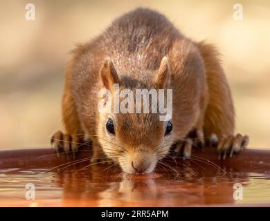 Das dürstige kleine schottische rote eichhörnchen trinkt Wasser aus einem Gericht im Wald Stockfoto