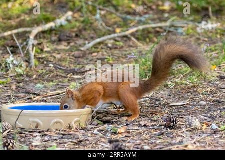 Das dürstige kleine schottische rote eichhörnchen trinkt Wasser aus einem Gericht im Wald Stockfoto