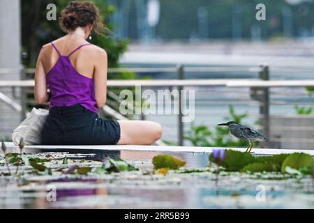 201231 -- SINGAPUR, 31. Dezember 2020 -- Ein gestreifter Reiher Butorides striata wird am 1. April 2020 in einem Teich vor Singapurs ArtScience Museum gesehen. Singapur ist bekannt als eine Gartenstadt für sein üppiges Grün und seine Sauberkeit. Foto von /Xinhua CitySketchSINGAPORE-VIEW ThenxChihxWey PUBLICATIONxNOTxINxCHN Stockfoto