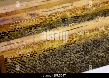 Nahaufnahme von zwei Honigwaben, die mit Bienen gefüllt sind. Stockfoto