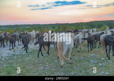 Wilde Pferde bei Sonnenuntergang auf dem Mostar Plateau Stockfoto