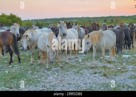 Wilde Pferde im Twilight auf dem Mostarsko Plateau Stockfoto