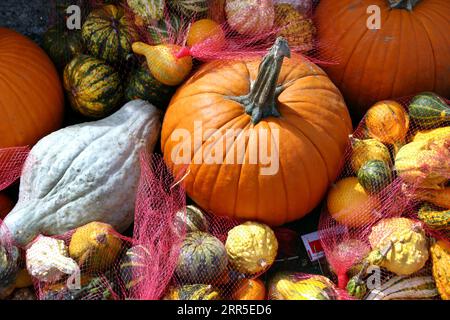 Stillleben einer Ernte von Reifen, lebhaft bunten, strukturierten Kürbissen und Kürbissen, die im Herbst auf einem Bauernmarkt verkauft werden Stockfoto