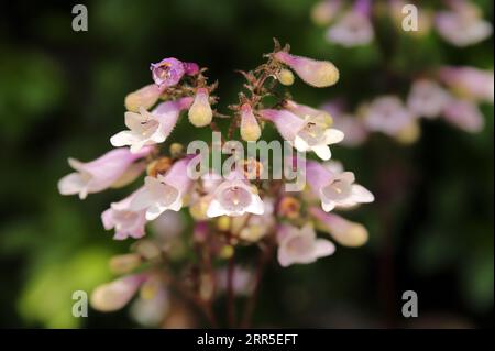 Nahaufnahme von zarten Haarigen-Bärenblumen, die im Sommer blühen, eine wunderschöne krautige, ausdauernde Blume aus Nordamerika mit Glockenform Stockfoto