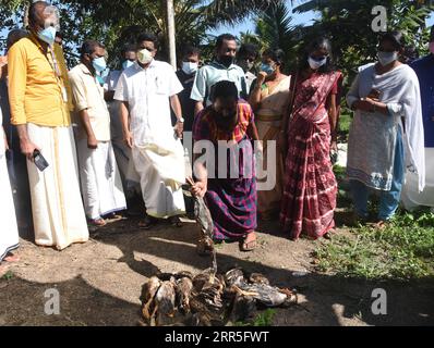 210106 -- PEKING, 6. Januar 2021 -- Eine Frau hält eine tote Ente, die vom Tierhaltungsministerium wegen der Vogelgrippe in Harippad im Bezirk Alappuzha im indischen Bundesstaat Kerala, 5. Januar 2021, gekeult wurde. Vogelgrippeangst hat die fünf indischen bundesstaaten Rajasthan, Madhya Pradesh, Himachal Pradesh, Kerala und Haryana unter dem Tod von Krähen, Zugvögeln und Geflügelvögeln getroffen, sagten Beamte Dienstag. STR/Xinhua XINHUA FOTOS DES TAGES Stringer PUBLICATIONxNOTxINxCHN Stockfoto