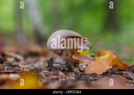 Auf dem Waldboden wächst ein kleiner Pilz, der aus einer offenen mundartigen Struktur hervortritt Stockfoto