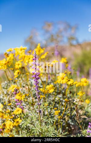 Joshua Tree National Park, Kalifornien, USA. Lupinen und Brittlebrush-Blumen im Joshua Tree-Nationalpark. Stockfoto