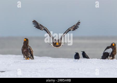 Stellers Eagle im Flug über weißem Schnee. Fliegt in Richtung Kamera. Hokkaido, Japan Stockfoto