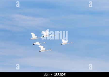 Singschwäne (Cygnus Cygnus), fliegen. Gruppe von 5 Vögeln in der Luft gegen blauen Himmel mit Wolken. Lake Kussharo, Hokkaido, Japan Stockfoto