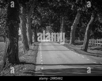 Leere Straße an Bäumen in Schwarz und Weiß entlang Stockfoto