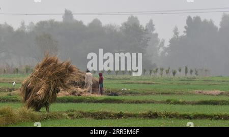 210110 -- JAMMU, 10. Januar 2021 -- Bauern arbeiten auf einem Feld während des kalten und nebligen morgens in Jammu, der Winterhauptstadt des von Indien kontrollierten Kaschmirs, 10. Januar 2021. STR/Xinhua KASHMIR-JAMMU-WEATHER Nitinxkanotra PUBLICATIONxNOTxINxCHN Stockfoto