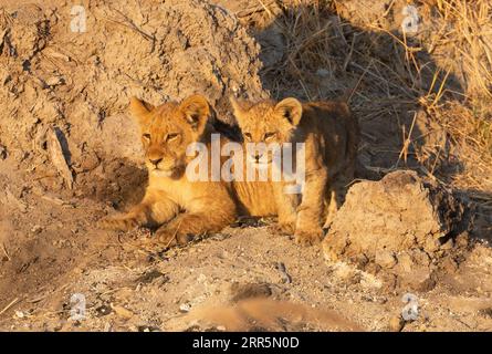 Zwei Löwenjungen beobachten ihre Mutter beim Stalken und jagen einen Warzenschwein im warmen Morgenlicht. Kanana Konzession, Okavango Delta, Botsuana. Stockfoto