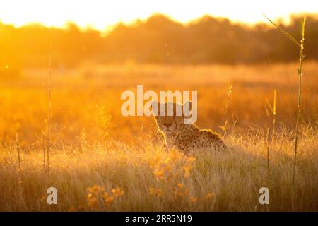 Ein Gepard sitzt auf einem Hügel und beobachtet die Antilopen, die sich um das umliegende offene veld bewegen. Stockfoto