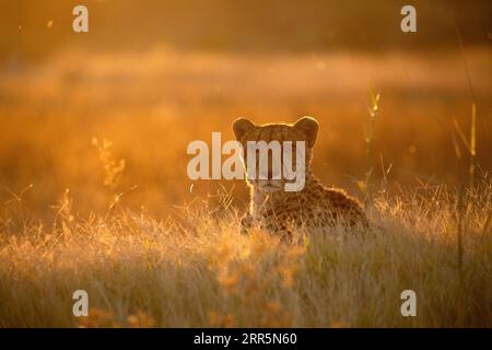 Ein Gepard sitzt auf einem Hügel und beobachtet die Antilopen, die sich um das umliegende offene veld bewegen. Stockfoto