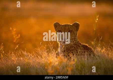 Ein Gepard sitzt auf einem Hügel und beobachtet die Antilopen, die sich um das umliegende offene veld bewegen. Stockfoto